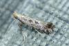Parornix sp.